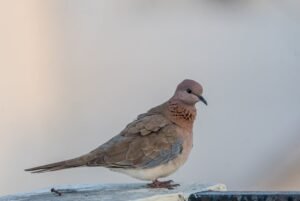 juanita sald var biography details